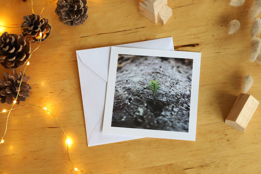 Carte postale "Mon beau sapin"