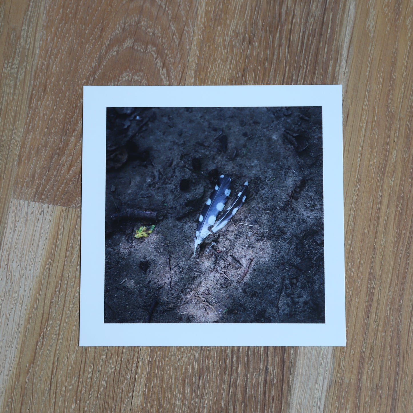 Carte postale "Pic épeiche"